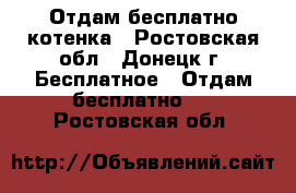 Отдам бесплатно котенка - Ростовская обл., Донецк г. Бесплатное » Отдам бесплатно   . Ростовская обл.